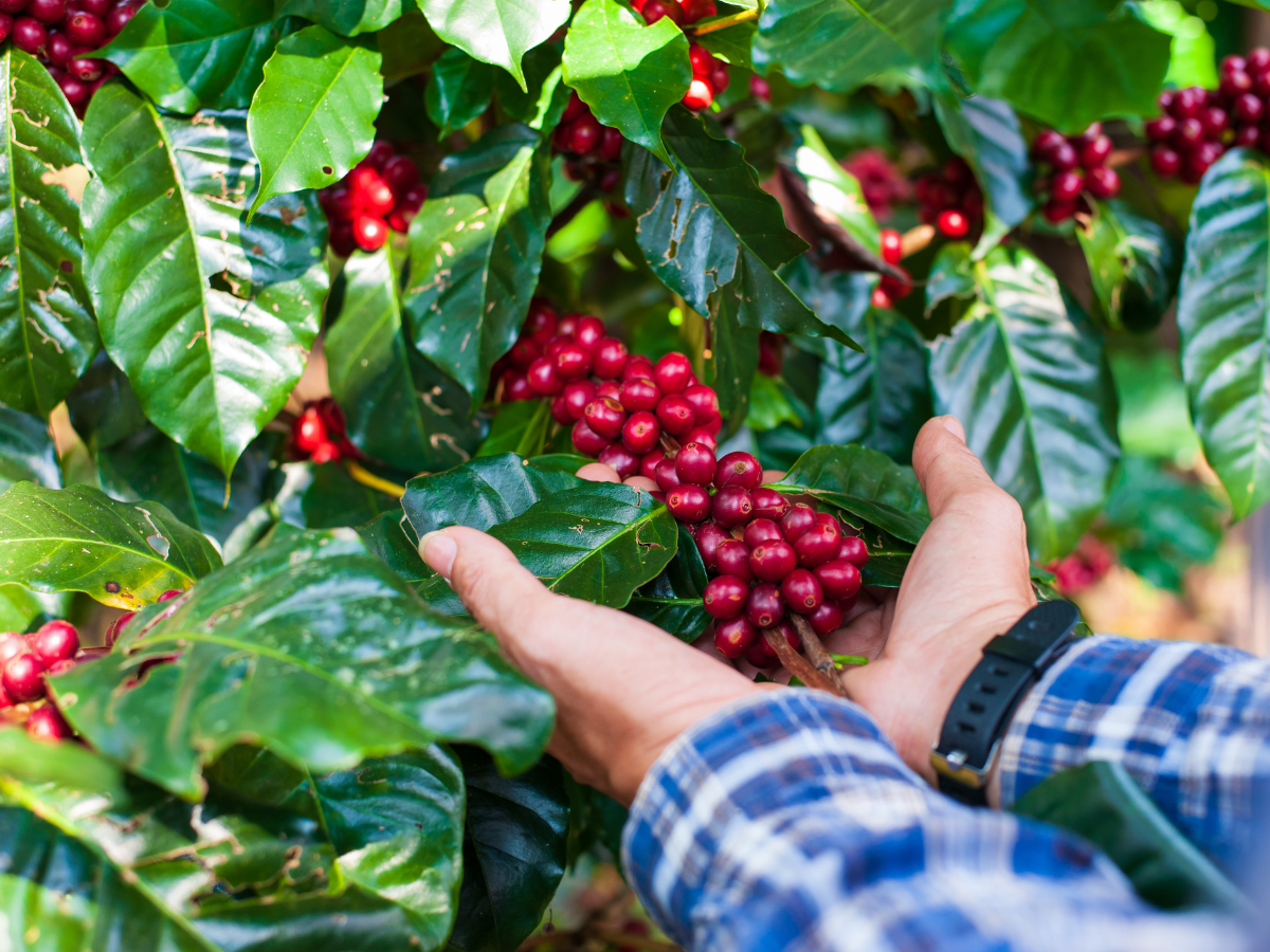 Visit a Luwak Coffee Plantation in Bali